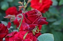 Festa delle rose_30